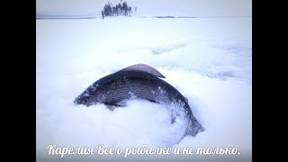 Хариус в январе ловля