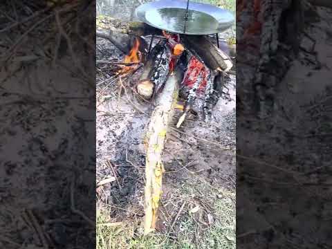 Sag, Timis 09.07.2022