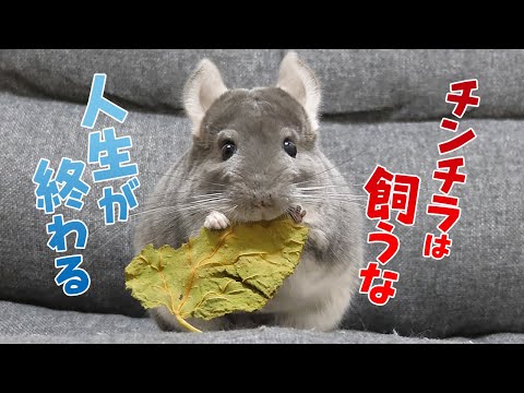 チンチラの最も一般的な病気