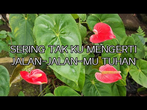 Sering Tak Ku Mengerti Jalan-Jalan Mu Tuhan || Lyric
