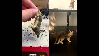 Shadow the spirit wolf is live!