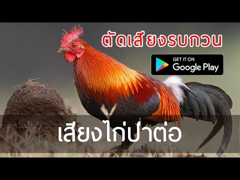 Jungle fowl Sounds Video