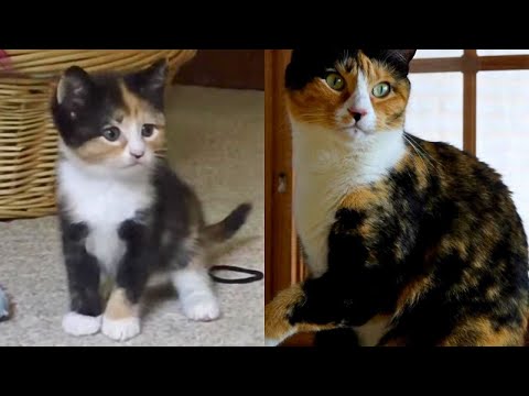 Kittens Growing Up Time Lapse: 5 Years In 5 Minutes