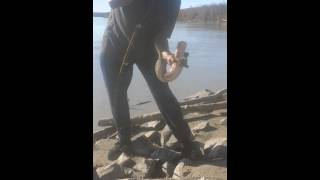 Burbot the alaska catfish