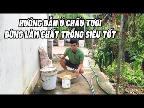 Hướng dẫn ủ chấu tươi dùng làm chất trồng siêu tốt cho hoa hồng