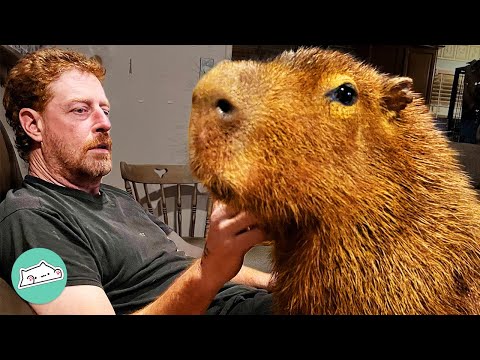 Capybara Wouldn’t Come Inside. Now He Can’t Get Enough Cuddles | Cuddle Buddies