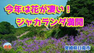 【宮崎県日南市観光】今年は当たり年!? 南郷ジャカランダまつりの花が凄かった 旅行 写真撮影