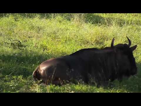 Djuma: Impalas and Wildebeests - 16:20 - 11/28/20