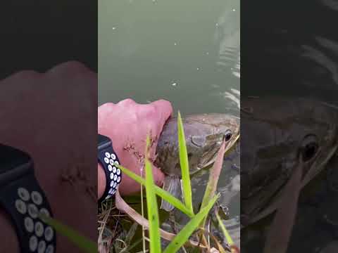 🎣 🦕 TARAÍRA #fishing