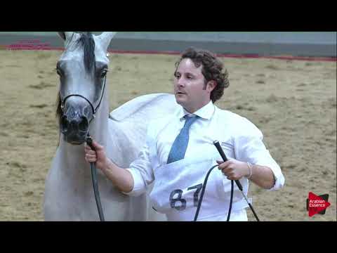 N 87 CANTARA AL SHAQAB   21st Qatar National 2018   Yearling Fillies Class 3B