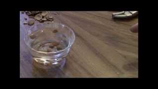 How to get viable plum seeds to grow a plum tree