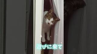 窓辺の日本猫。セクシー&キュート