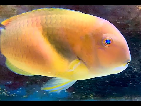 イラ　Azurio tuskfish,Scarbreast tuskfin　Choerodon azurio