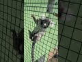 Marmoset #marmoset #marmosetmonkey #animal #monkey #cute #climbing #climb #monkeys #fluffy #curious