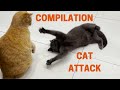 A Gray Cat Suddenly Attacks A Ginger Cat COMPILATION