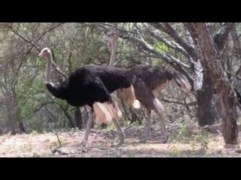 Wildlife in South Africa - Marakele Nati