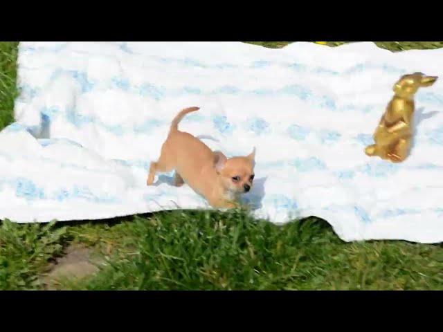 Chihuahua puppy for sale