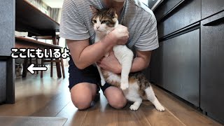 猫が２匹いると時間が溶けます。
