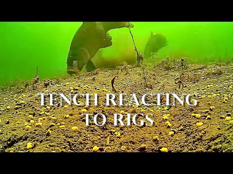 Underwater tench reacting to rigs