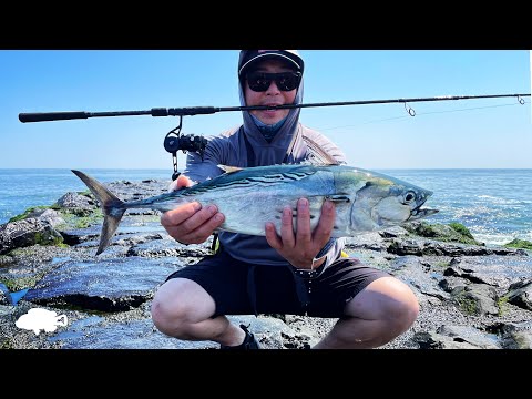 Albies are in Town! | False Albacore & Spanish Mackerel | Jetty Fishing NJ