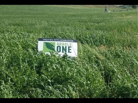 Alfalfa Farmer — Shocking Results