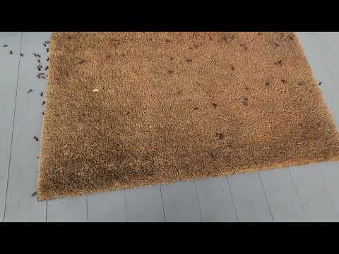 Boxelder Bugs By the Back Door in Sewaren, NJ