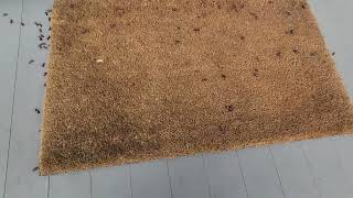 Watch video: Boxelder Bugs By the Back Door in Sewaren, NJ