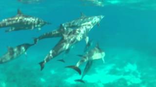 Deya Dova & Family Swimming With Dolphins Big Island Hawaii