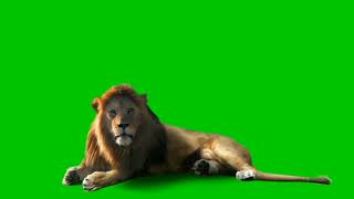 Download lagu green screen singa  tom & jerry mp3