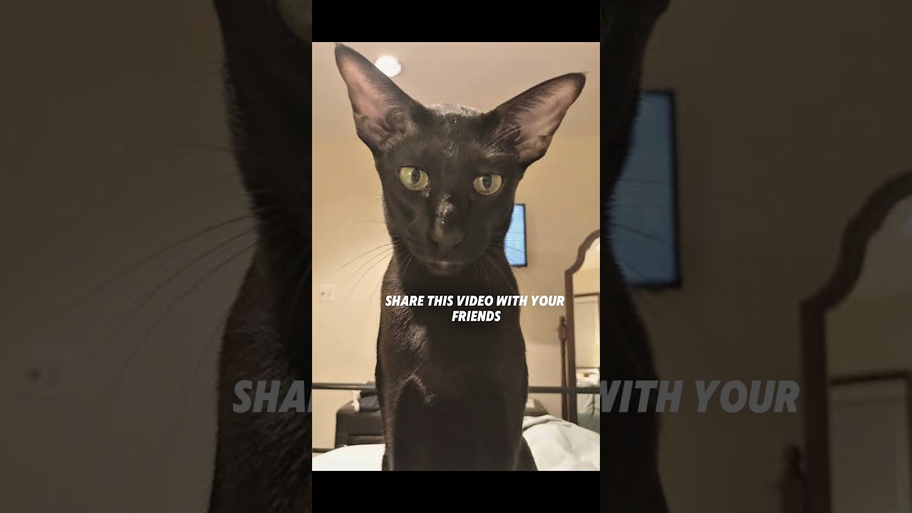 Send This To Someone⁉️....