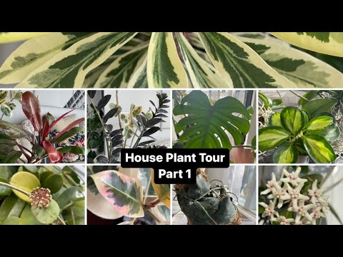 House Plant Tour Part 1 ( Plumeria, Succulents, Orchids, Hoya and more)