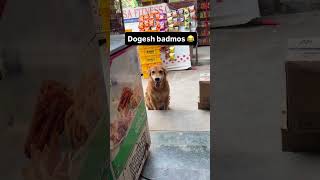 Ye dog 🐕👀kis liye aata hai aaj pata chal jayega 😅Pet 🐶blogs 🐕 #streetdogs