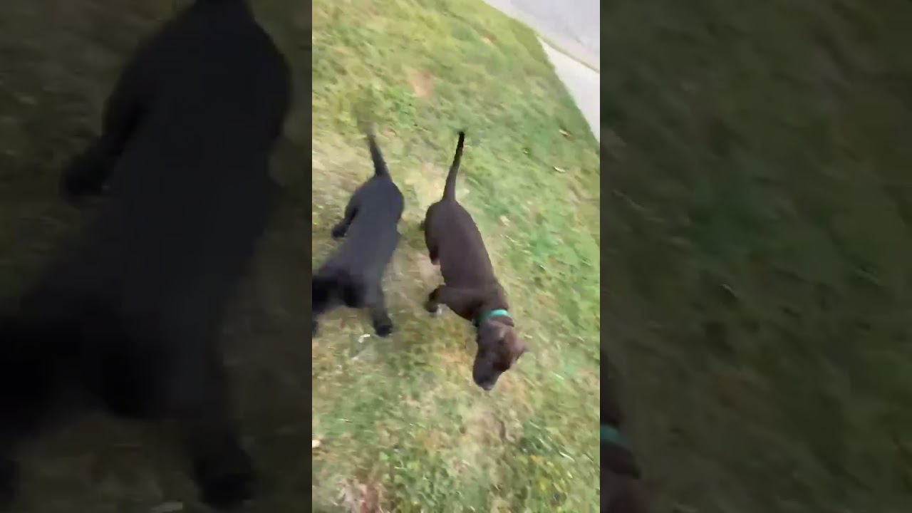 KATARINA 3 PUPPIES, a ADOPTABLE mixed breed in Chapel Hill, NC video 2/6