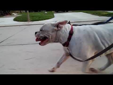 how to exercise your dog-hermes-bulldog-bulldogge-american bully