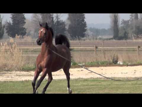 Valentino Albidayer 2014