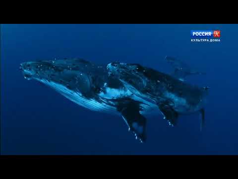 ДОКУМЕНТАЛЬНЫЙ ФИЛЬМ Мудрость китов (2018) HD 1080