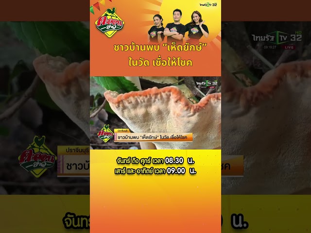 ชาวบ้านพบ “เห็ดยักษ์” ในวัด เชื่อให้โชค #ไทยรัฐทีวี32 #Thairath #ตะลอนข่าว #ปราจีนบุรี