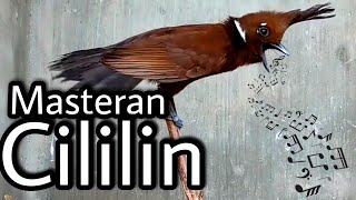 Download lagu Cililin Gacor,Masteran burung Murai batu,Cucak ijo,Kacer,Cendet mp3