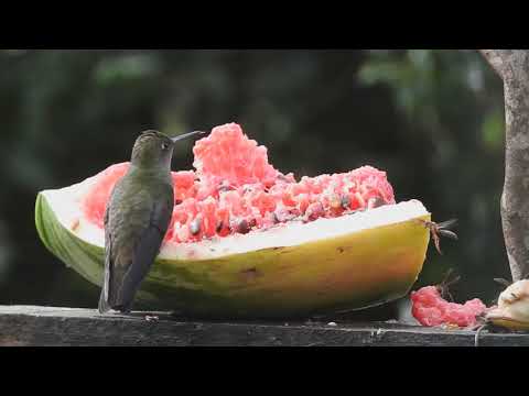 Beija-flor se alimenta de melancia em Jaraguá do Sul