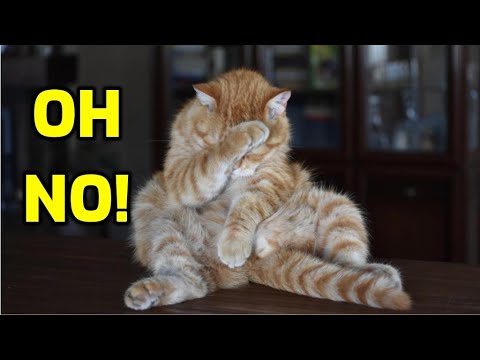 Do Cats Get Embarrassed When You Laugh At Them?