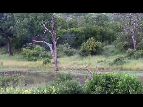 Djuma: Elephant, Nyalas and Hippo  - 18:27 - 01/31/21