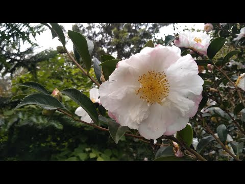 Pruning Kim's Camellia Sasanqua. Year 1. Trish The Gong Gardener.