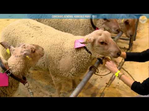 Voir la vidéo : Ring Ovins et Caprins du 02 mars 2017, partie 1
