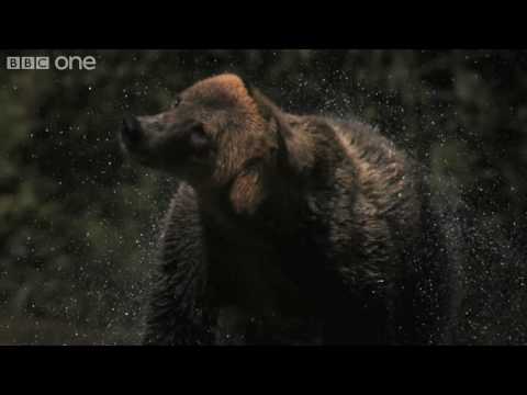 HD Web Extra: Super Slo Mo of Bear shaking water off its fur - Nature's Great Events - BBC
