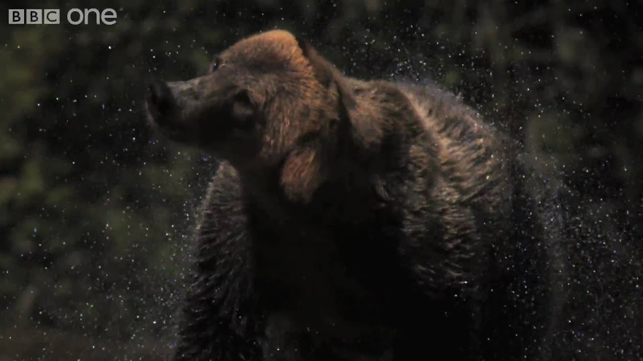 HD Web Extra: Super Slo Mo of Bear shaking water off its fur - Nature's Great Events - BBC