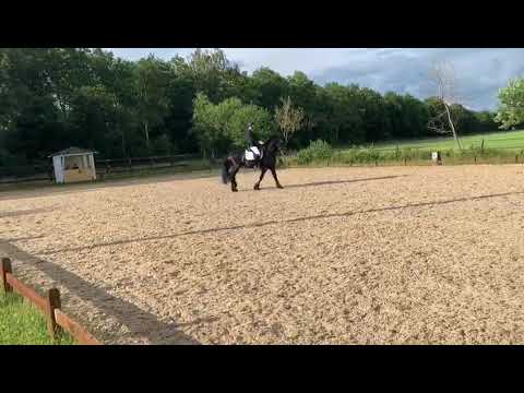 Stal Okkema's Tjibbe competing for the first time Z1 dressage and scores 226.5 points!