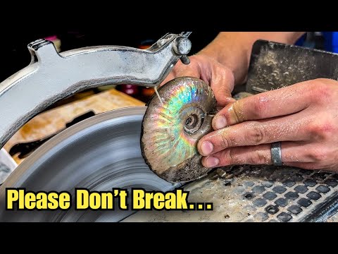 Are There CRYSTALS Inside My Fragile Ammonite Fossil?!