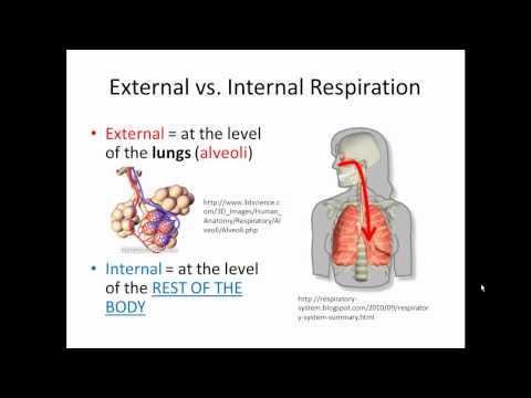 External and Internal Respiration (Gas Exchange) SIMPLIFIED!!!