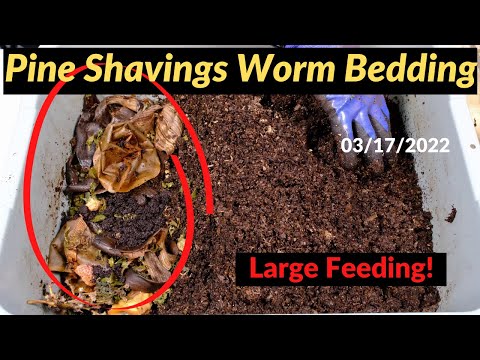 Pine Shavings Worm Bin - Large Feeding 03/17/2022