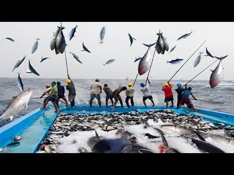 Everyone please watch Fisherman Tuna Fishing Skill - Pole & Line Fishing Catching Big Fish on Sea